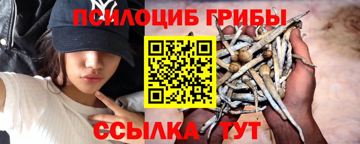 Псилоцибиновые грибы Psilocybe Прокопьевск